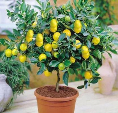 pagoda point Lemon Plant(Hybrid, Pack of 1)