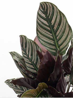 The Four Seasons Calathea Plant(Hybrid, Pack of 1)