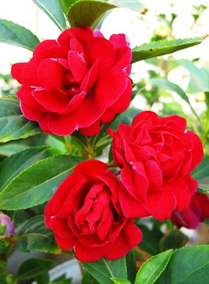 Paudha Balsam Rose Hbrid Flower Seed(30 per packet)