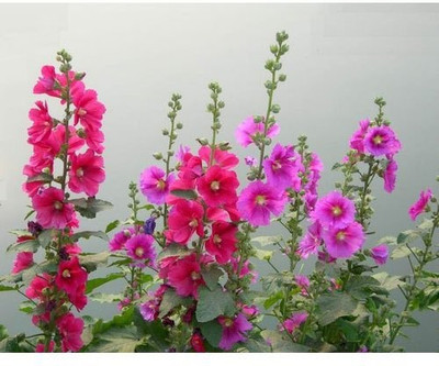 XOLDA Hollyhock Hybrid Flower Seed(37 per packet)