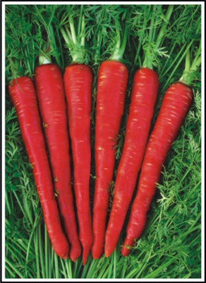 R-DRoz Red Carrot Vegetables High Germination Vegetables Seeds - Pack of 100 Seeds Seed(100 per packet)