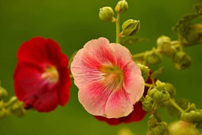 XOLDA Hollyhock Hybrid Flower Seed(17 per packet)