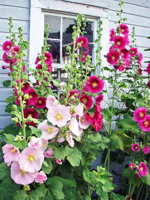 XOLDA Hollyhock Hybrid Flower Seed(37 per packet)