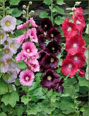 Paudha Hollyhock Hybrid Flower Seed(40 per packet)