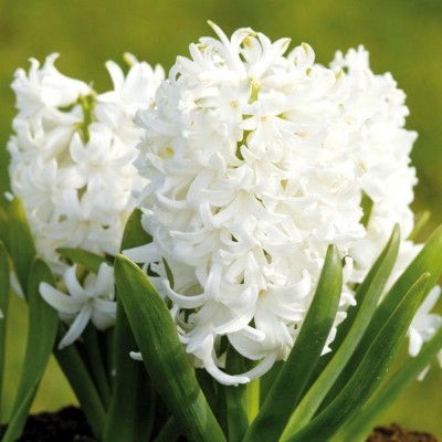 Audbhidhi Audbhidhi Hyacinth ‘‘White ’ Flower Bulbs Suitable for Indoor Climate Combo Bulbs (Pack of 2 Bulbs) Seed(2 per packet)