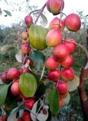 APOSOLUARD Ber Apple Plant(Hybrid, Pack of 1)