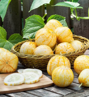 Aro Yellow Round, Cucumber Seed(150 per packet)