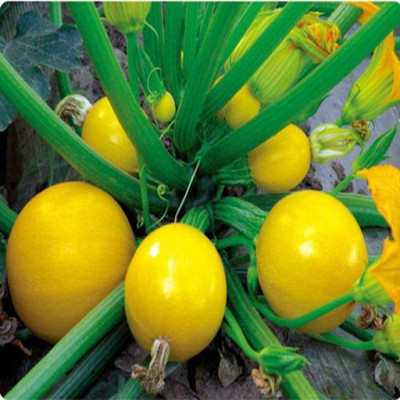 Aro Yellow Round, Cucumber Seed(30 per packet)