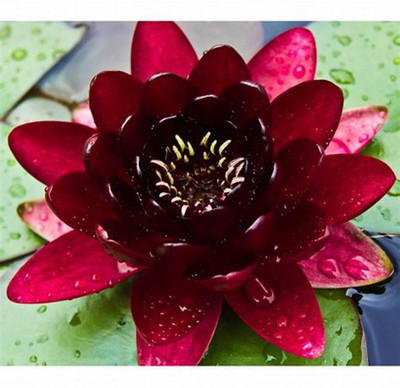 SeedsVille Red Black Lotus Seed(25 per packet)