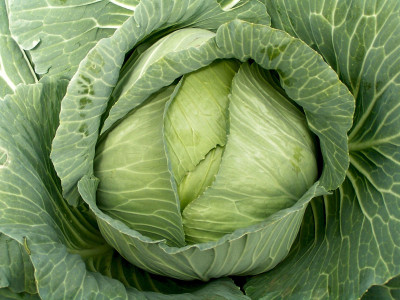VNR VNR fresh cabbage vegetable hybrid Seed(50 per packet)