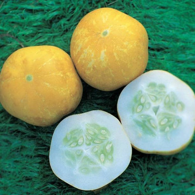Aro Yellow Round, Cucumber Seed(300 per packet)