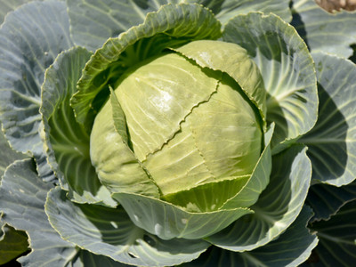 VNR VNR fresh cabbage vegetable hybrid Seed(55 per packet)