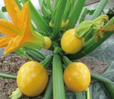 Aro Yellow Round, Cucumber Seed(150 per packet)