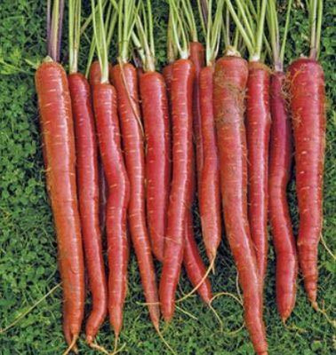 KANAYA Carrot / Gajar Seed(18 per packet)