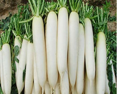 KANAYA Hybrid Vegetable Seeds - Mooli Seeds - (White Long Raddish) Seed(800 per packet)