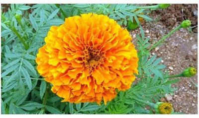 gorgeous moment marigold Seed(20 per packet)