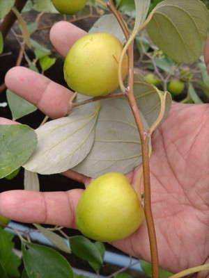 Heaven Of Saplings Ber Apple Plant(Hybrid, Pack of 1)