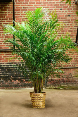 FSK China Palm Plant(Hybrid, Pack of 1)