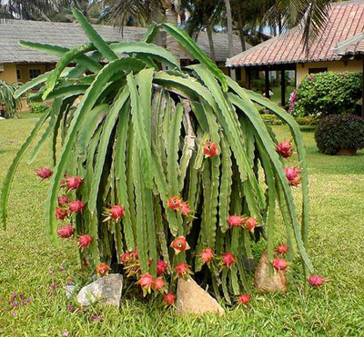 Aquinnah Graden Dragon Tree(Hybrid, Pack of 1)