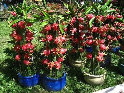 GreenyOn Dragon Tree(Hybrid, Pack of 1)