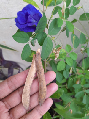 AkGreens Multipetal Blue Aparajita and white aparajita, cletoria ternetia Seed(20 per packet)