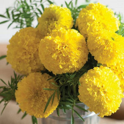 MAA Marigols Yellow Seed(45 per packet)