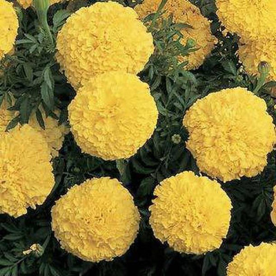 Aro Mari gold yellow Seed(10 per packet)