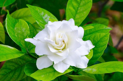 My Dream Nursery Jasmine Plant(Hybrid, Pack of 1)