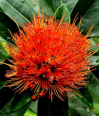 Ukaanda ZZ Plant(Hybrid, Pack of 1)