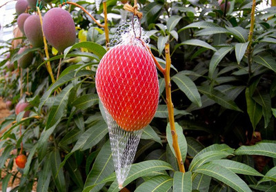 Heaven Of Saplings Mango Plant(Hybrid, Pack of 1)