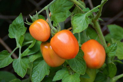 FRESHO VNR Fresh Tamato Vegetable Hybrid Seed(70 per packet)