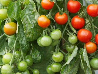 FRESHO VNR Fresh Tamato Vegetable Hybrid Seed(70 per packet)