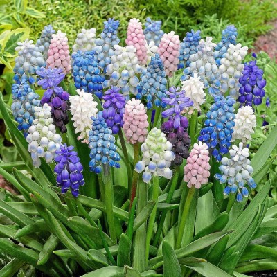 Audbhidhi Muscari Mix Flower Bulbs for Home Gardening Live Plants Bulbs Pack of 15 Seed(15 per packet)