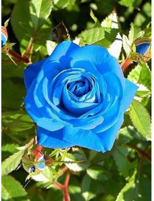 Sagarvanshi BLUE ROSE Seed(60 per packet)