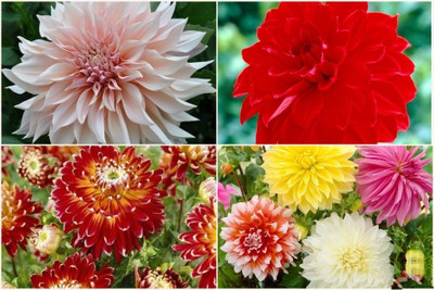 FERNSFLY® IMP. Dahlia | Dhalia | Dahalia Perennial Flower Bulbs Excellent Quality Attractive Aromatic Flower Home Outdoor Gardening Flowering Bulbs (Pack of 10 The Multi Mix Dahlia) Seed(10 per packet)