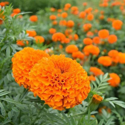 Aro Mari gold orange Seed(112 per packet)