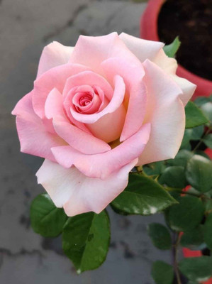 Sagarvanshi Rose Seed Seed(50 per packet)