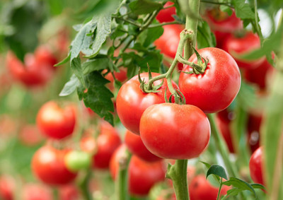 FRESHO VNR Fresh Tamato Vegetable Hybrid Seed(70 per packet)
