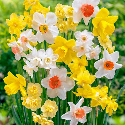 Audbhidhi Daffodil Mix Flower Bulbs for Winter Season Live Plants bulbs (Pack of 5 Bulbs) Seed(5 per packet)