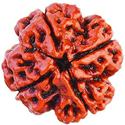 Just Devotional Four Mukhi Faced Rudraksha Positive Effect Unisex Both for Men & Women Wood