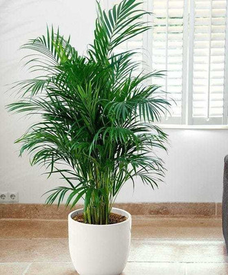 Heaven Of Saplings Areca Palm(Hybrid, Pack of 1)