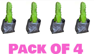 PB REBA PLANT Dragon Tree(Hybrid, Pack of 4)