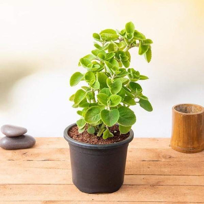 Saeedia plant hub Mint Plant(Hybrid, Pack of 1)