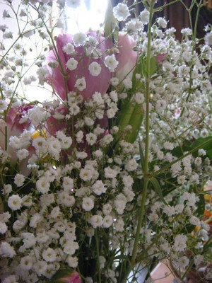 MAA Gypsophila Seed(59 per packet)