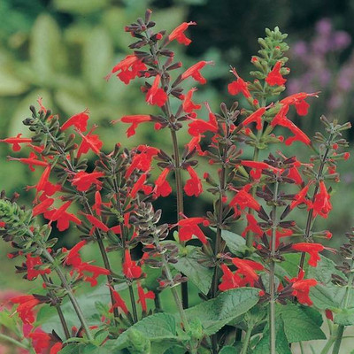 Aro Salvia Seed(108 per packet)