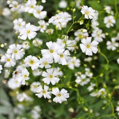 MAA Gypsophila Seed(206 per packet)