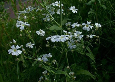 Aro Gypsophila Seed(101 per packet)