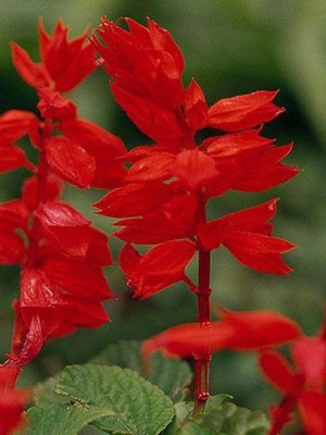 Aro Salvia Seed(115 per packet)