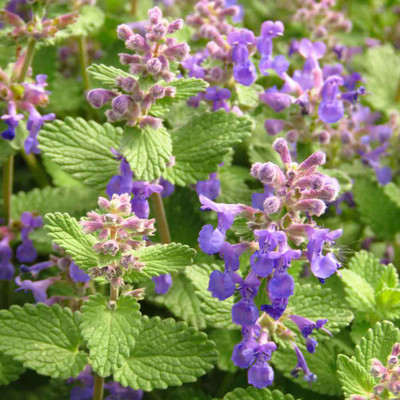 Mozette Lemon Balm Seed(47 per packet)