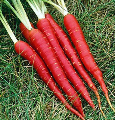 XOLDA Carrot Red Seed(30 per packet)